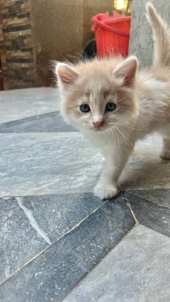 Adorable 1 Month Old Male Kitten: Persian Mix Breed. 1