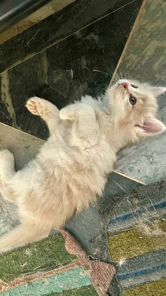 Adorable 1 Month Old Male Kitten: Persian Mix Breed. 2