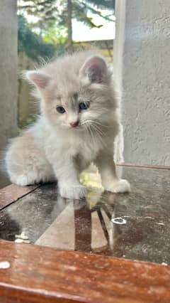 Adorable 1 Month Old Male Kitten: Persian Mix Breed.