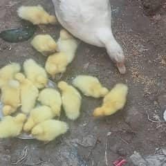 white muscovy(mug)ducklings 10 day old 0