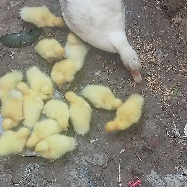 white muscovy(mug)ducklings 10 day old 0