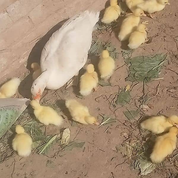 white muscovy(mug)ducklings 10 day old 2
