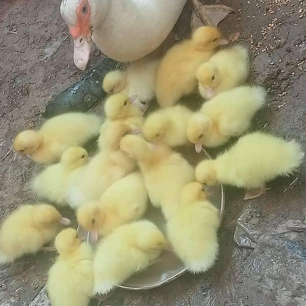 white muscovy(mug)ducklings 10 day old 3