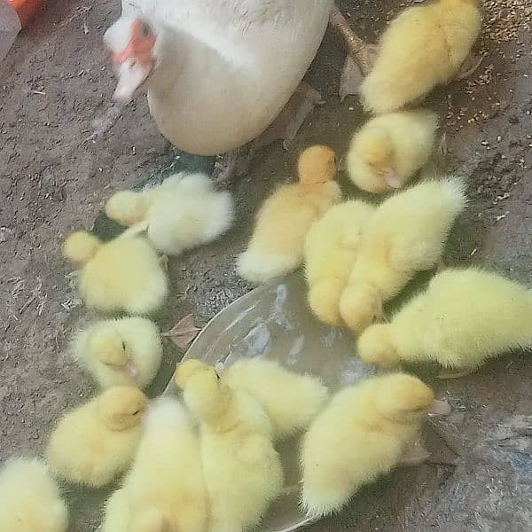 white muscovy(mug)ducklings 10 day old 5