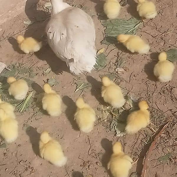 white muscovy(mug)ducklings 10 day old 6