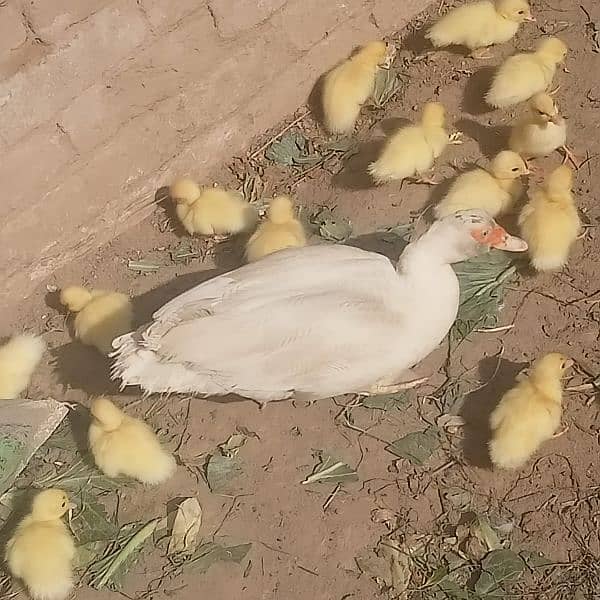 white muscovy(mug)ducklings 10 day old 7