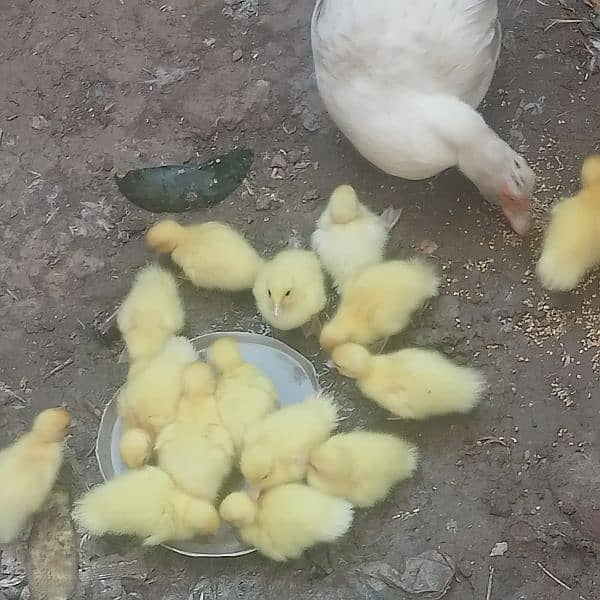 white muscovy(mug)ducklings 10 day old 8