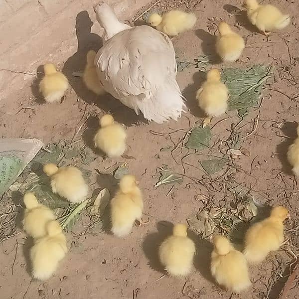 white muscovy(mug)ducklings 10 day old 9