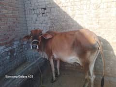 sahiwal ghar ki pali huwi cow or sth ma dondi jhoti 0