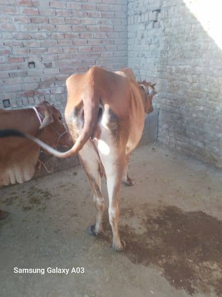 sahiwal ghar ki pali huwi cow or sth ma dondi jhoti 3