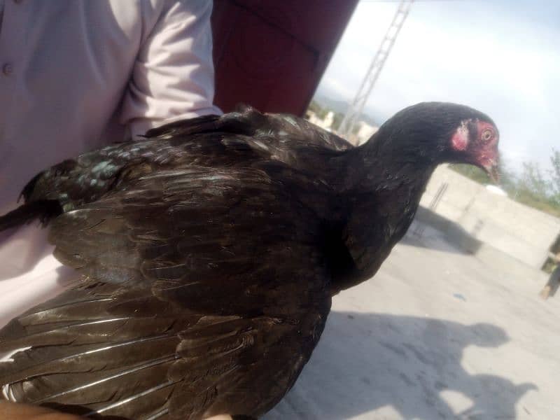 hen for sale pure aseel 1