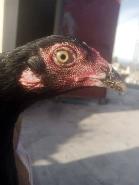 hen for sale pure aseel 2