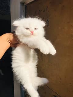 high quality Persian triple coat male kittens Available