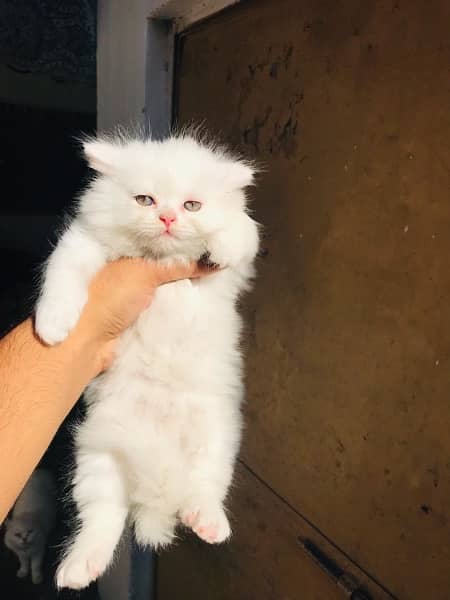 high quality Persian triple coat male kittens Available 1