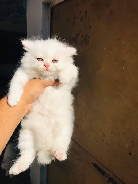 high quality Persian triple coat male kittens Available 2