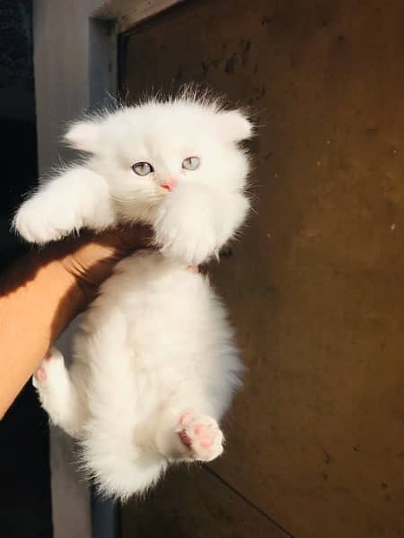 high quality Persian triple coat male kittens Available 3