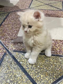 3 persian Kitten Triple coated for sale 0