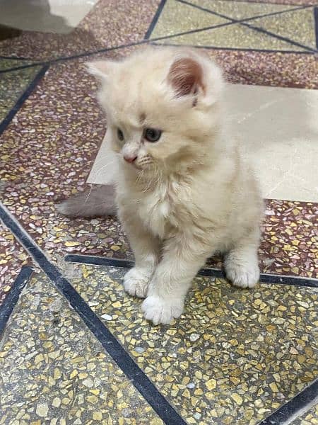3 persian Kitten Triple coated for sale 0
