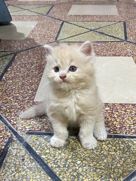 3 persian Kitten Triple coated for sale 1