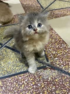 2 persian Kitten Triple coated for sale