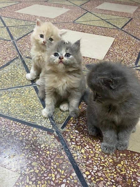 3 persian Kitten Triple coated for sale 4