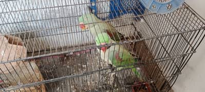 raw parrots for sale
