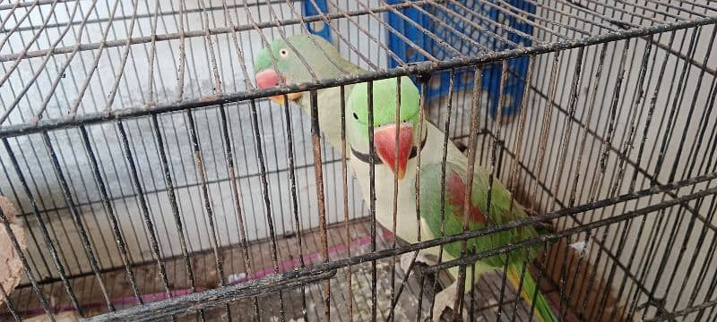 raw parrots for sale 2