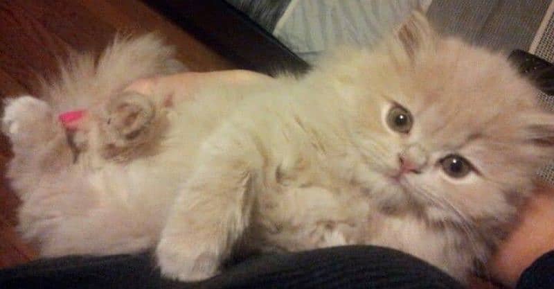 Free home delivery Persian kitten punch face male and female 1