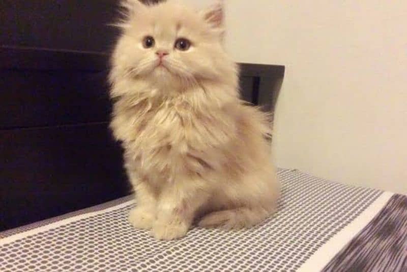 Free home delivery Persian kitten punch face male and female 2