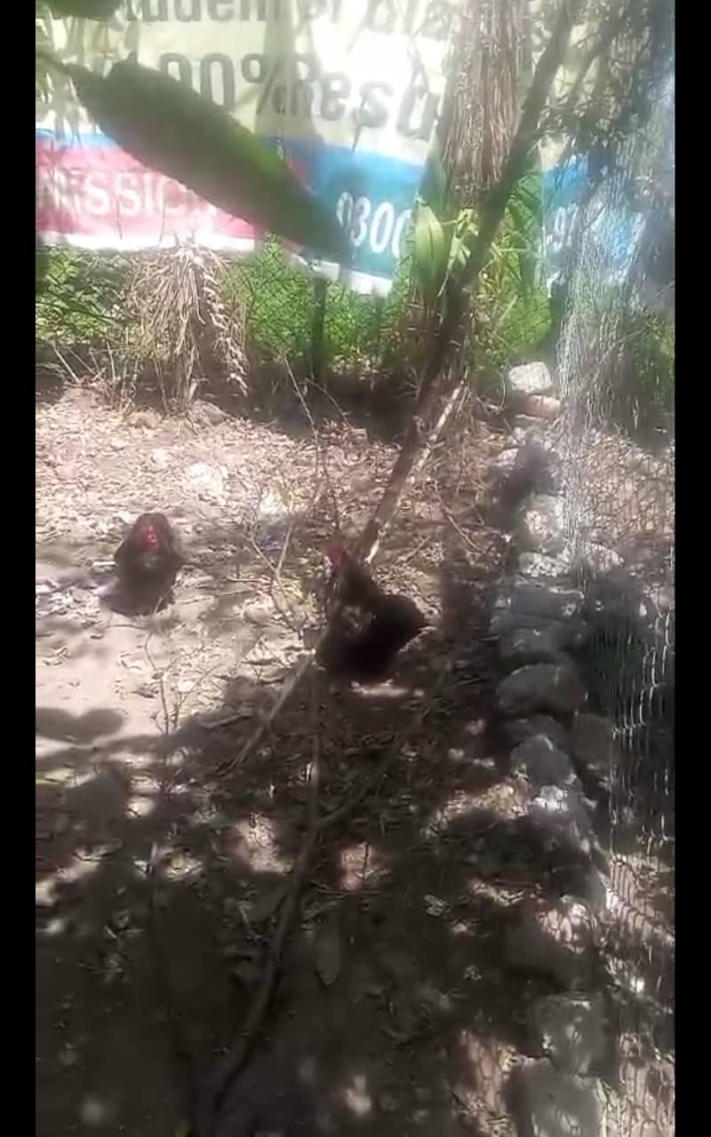 Cock hen 0