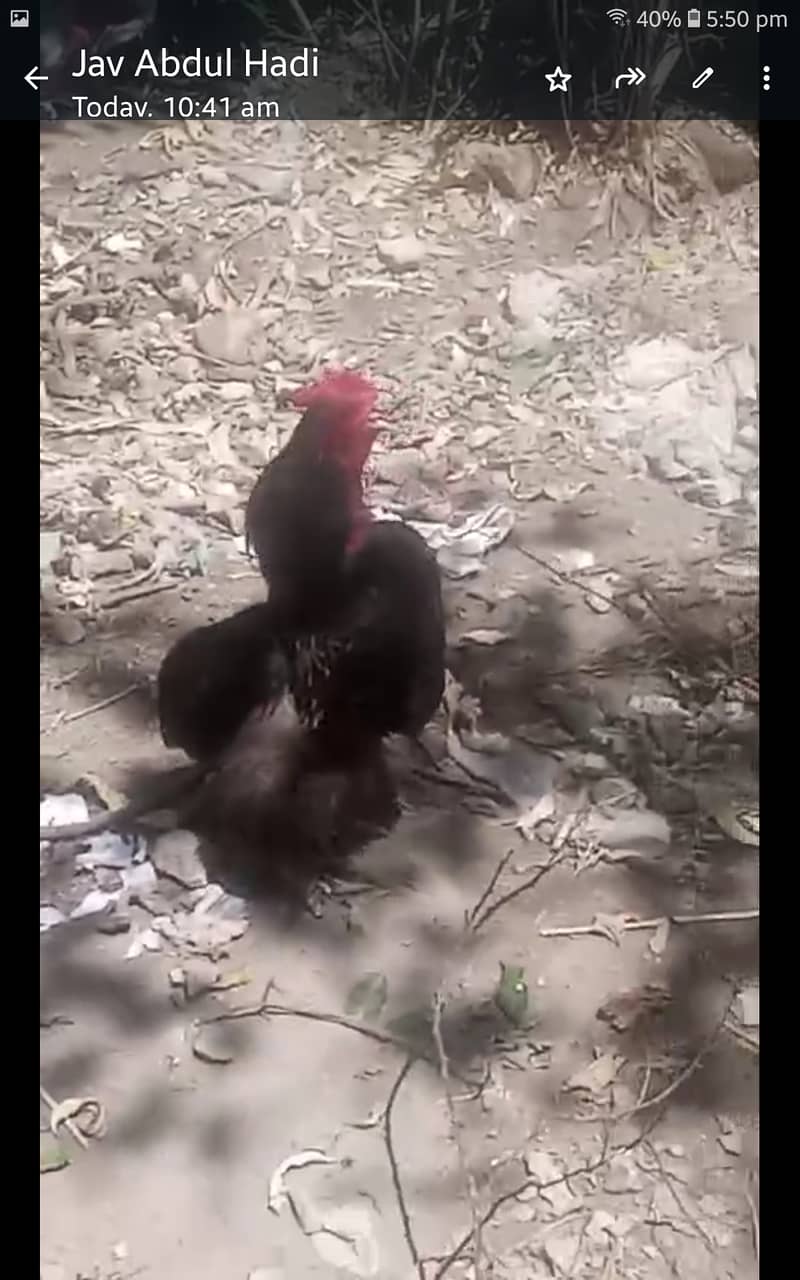 Cock hen 1
