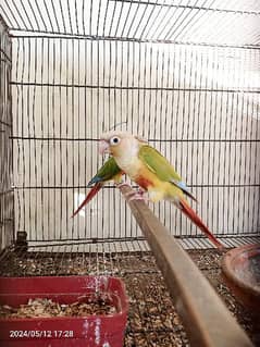 conures 0