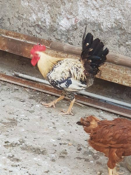 Pure desi roosters hens and desi eggs 11
