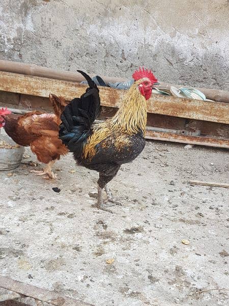 Pure desi roosters hens and desi eggs 12