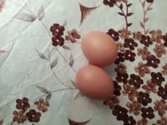 Lohmann brown Hens 100% Eggs lying with guarantee