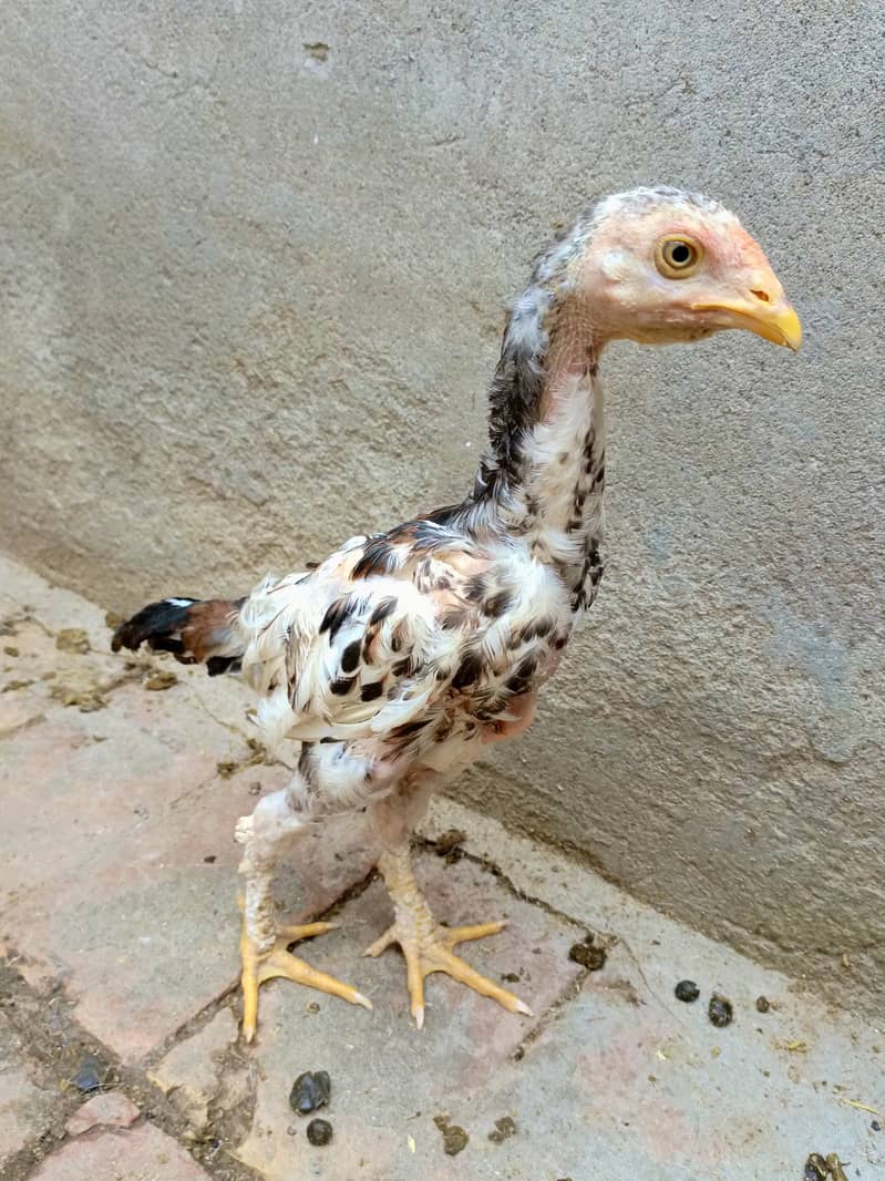 Aseel Chicks (4 month age) 1