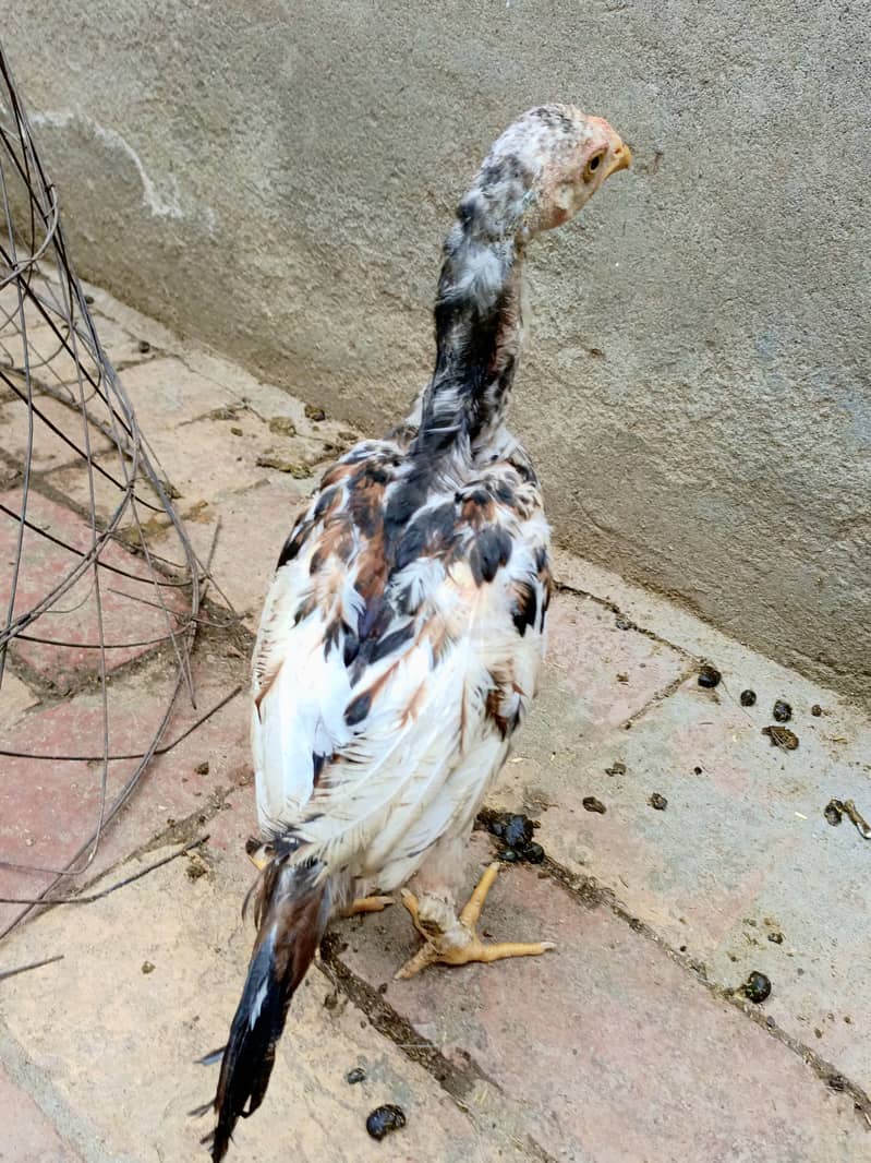 Aseel Chicks (4 month age) 2