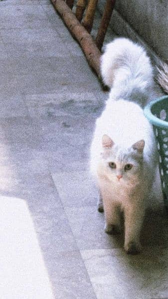 Breeding male cat Persian Double Coated-Blue Eyes 3