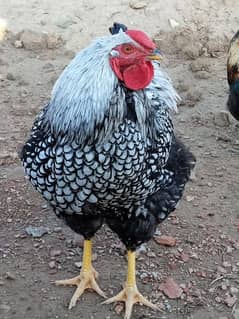 silver laced wyandotte 0341.4141983 Whatsapp Number