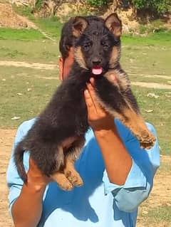 German shepherd Female Dog For Sale | German shepherd Long Coat Dog