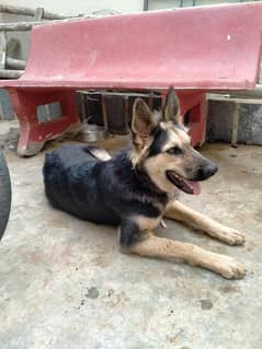German shepherd female dog 18 months 1.5 year old, fully vaccinated.
