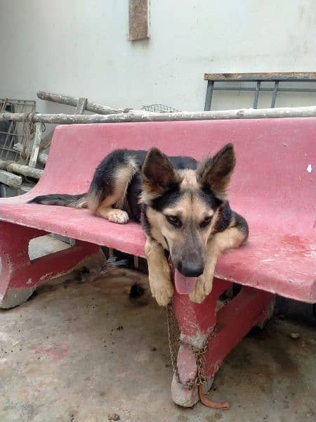 German shepherd female dog 18 months 1.5 year old, fully vaccinated. 1