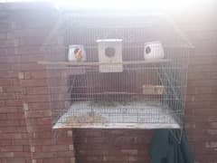 cage and bird for sale