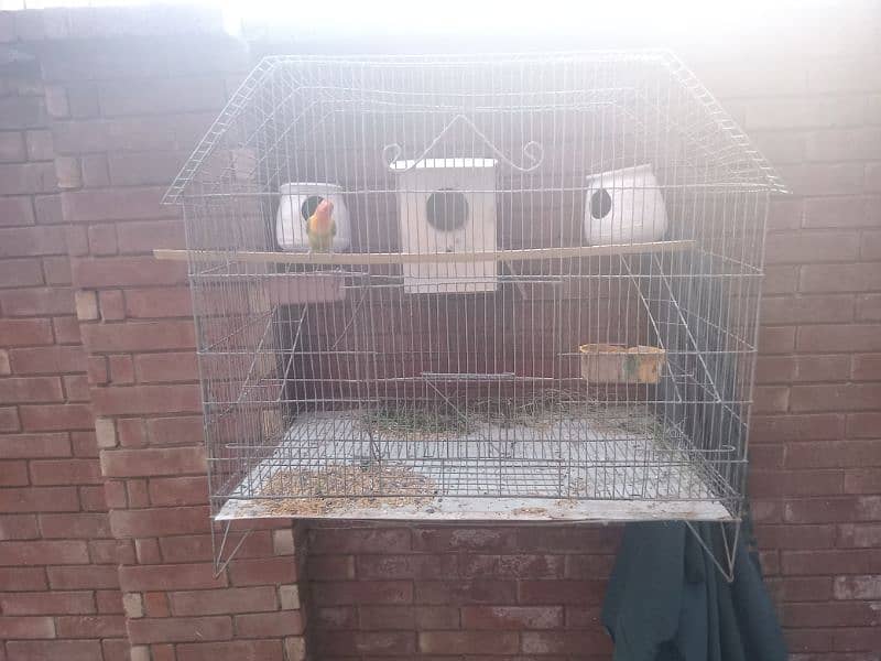 cage and bird for sale 0