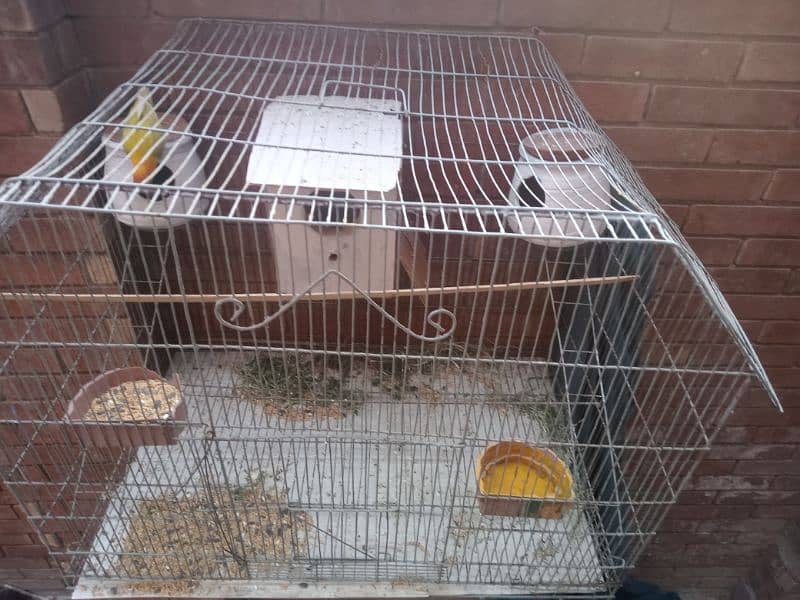cage and bird for sale 1