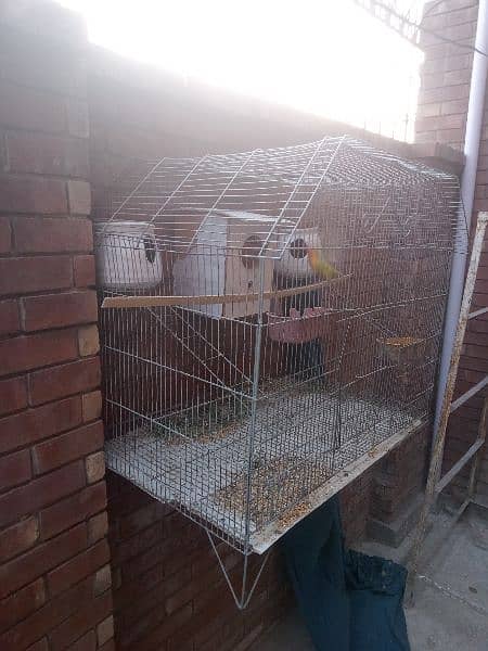 cage and bird for sale 2