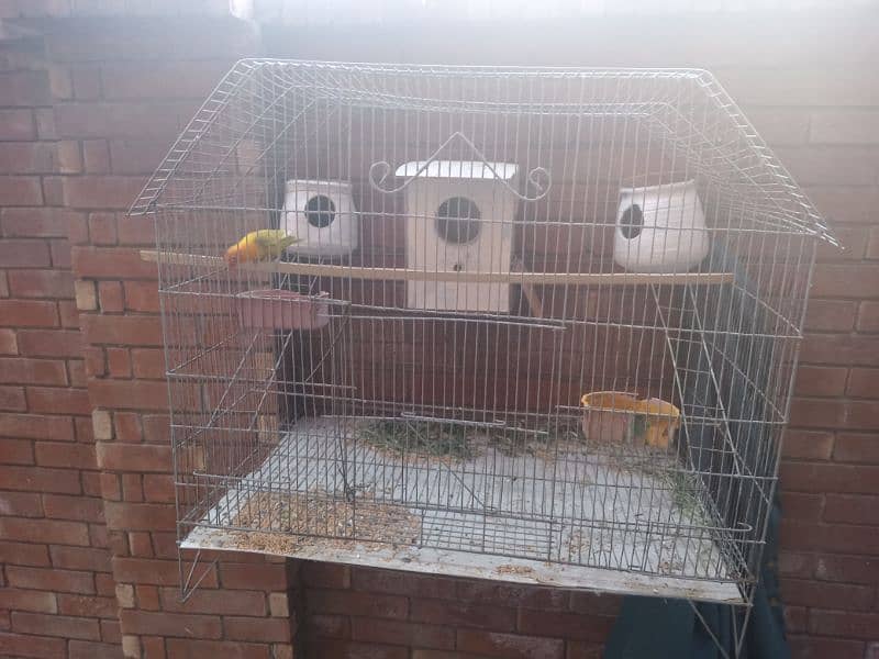 cage and bird for sale 3