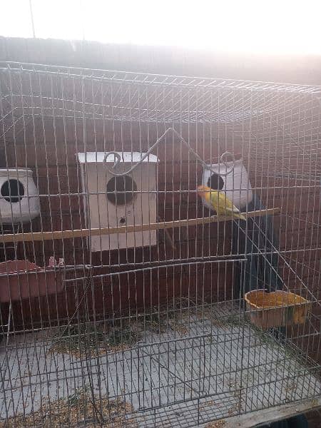 cage and bird for sale 4