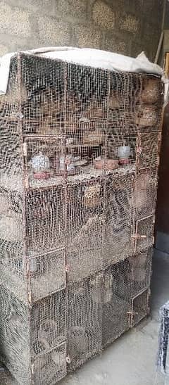 Mix finches & cage for sale 0