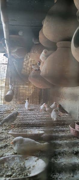 Mix finches & cage for sale 2